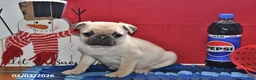 Pug dogs for sale: Billy - Ad 3