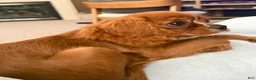 Cavalier King Charles Spaniel dogs for sale: Cavalier King Charles Spaniel 1 - Ad 2