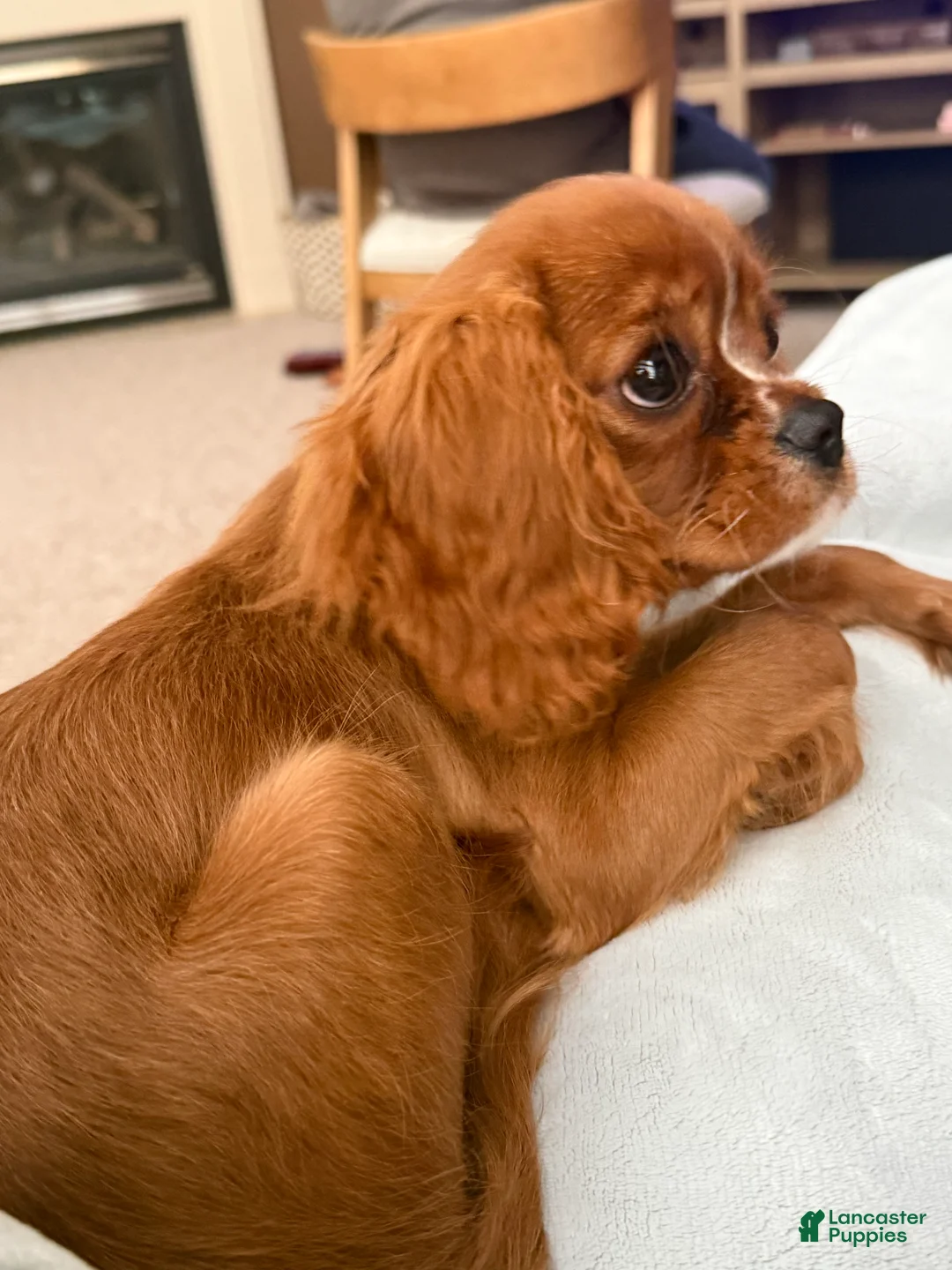 Cavalier King Charles Spaniel dogs for sale: Cavalier King Charles Spaniel 1 - Ad 2