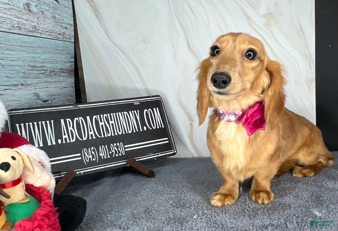Miniature Dachshund dogs for sale: Female import puppy- uses pads - Ad 15