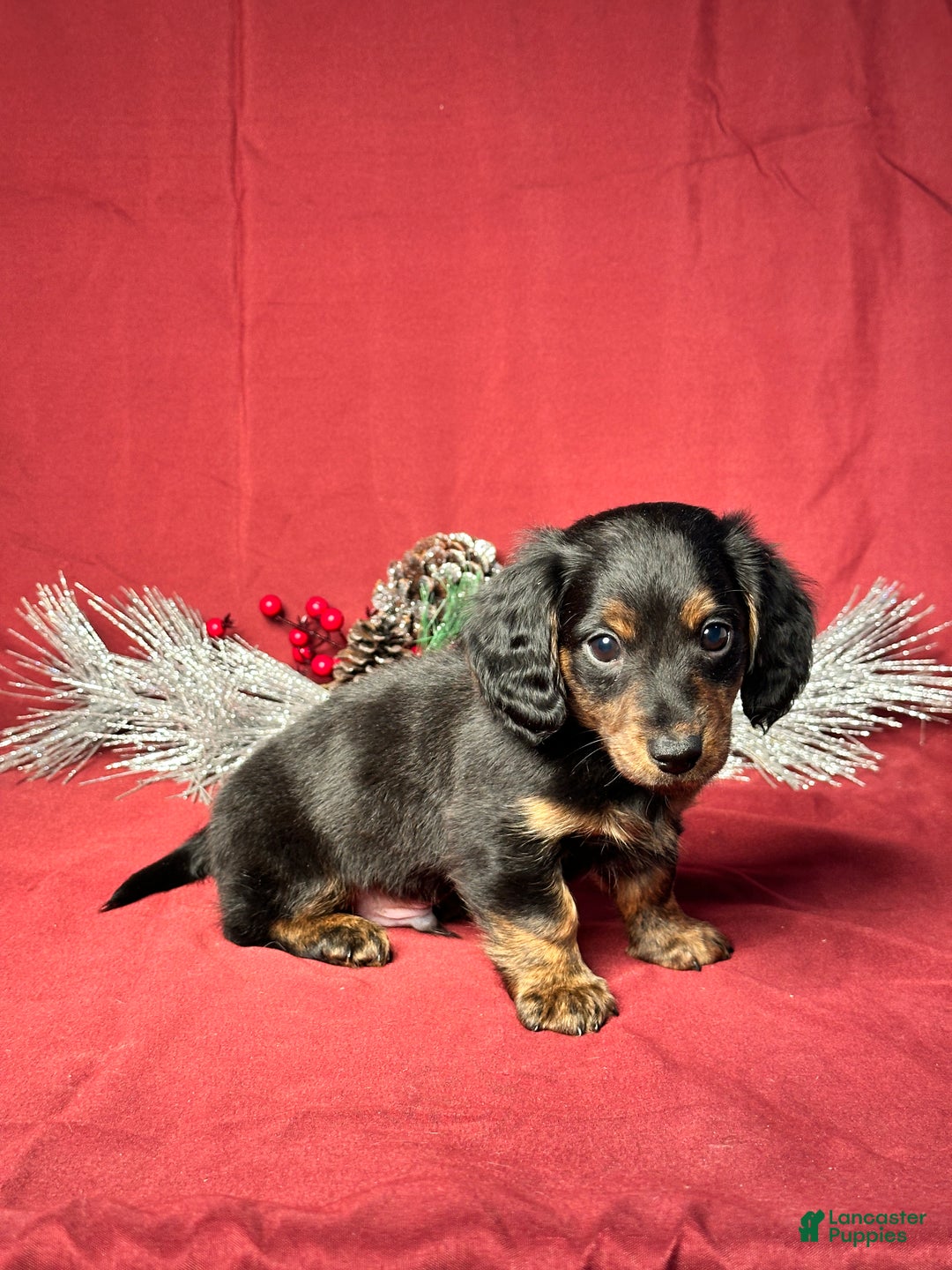 Miniature Dachshund dogs for sale: Troy - Ad 2