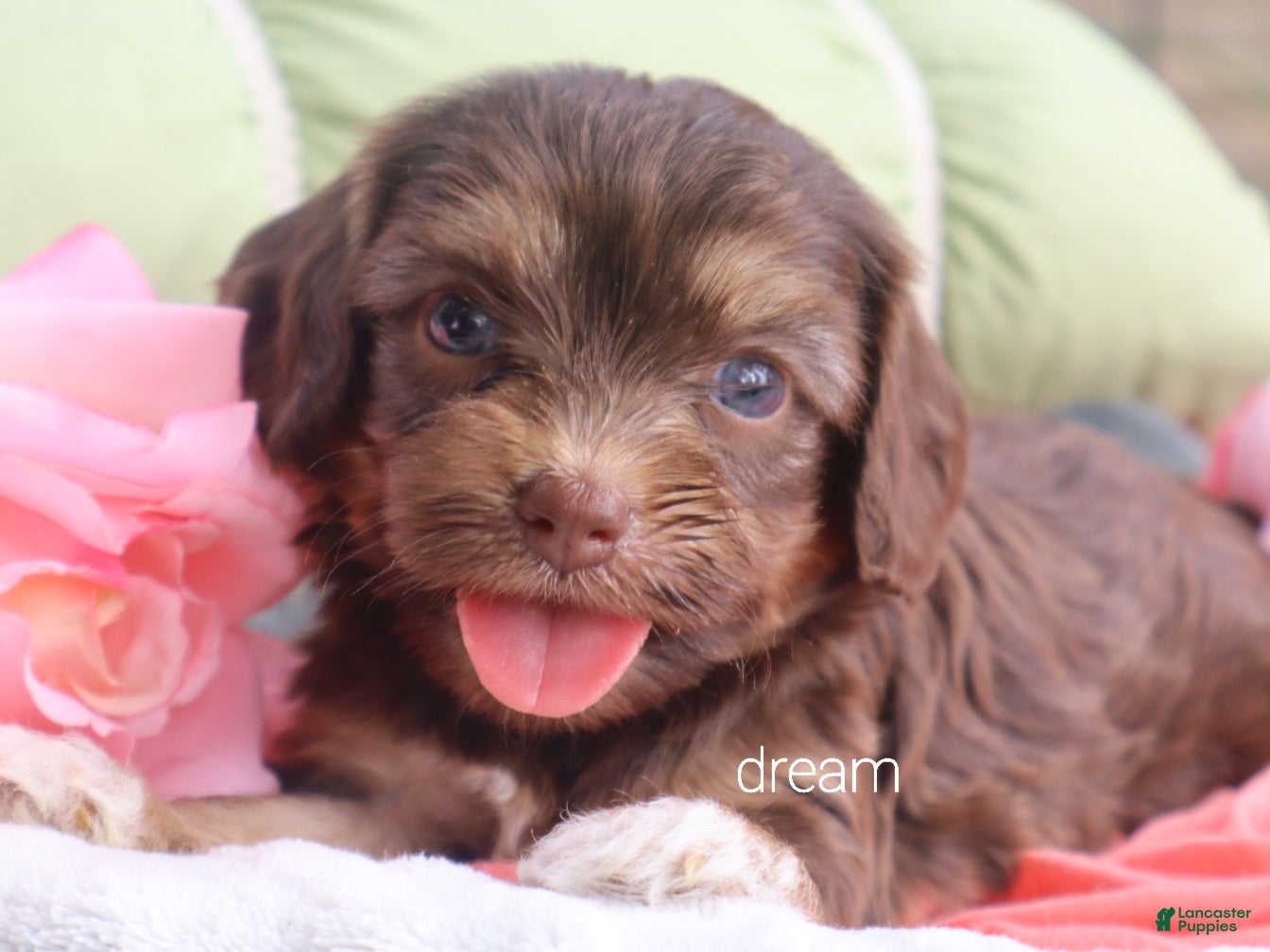 Cavapoo dogs Poem  - Ad 1