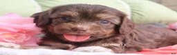 Cavapoo dogs for sale: Poem  - Ad 1