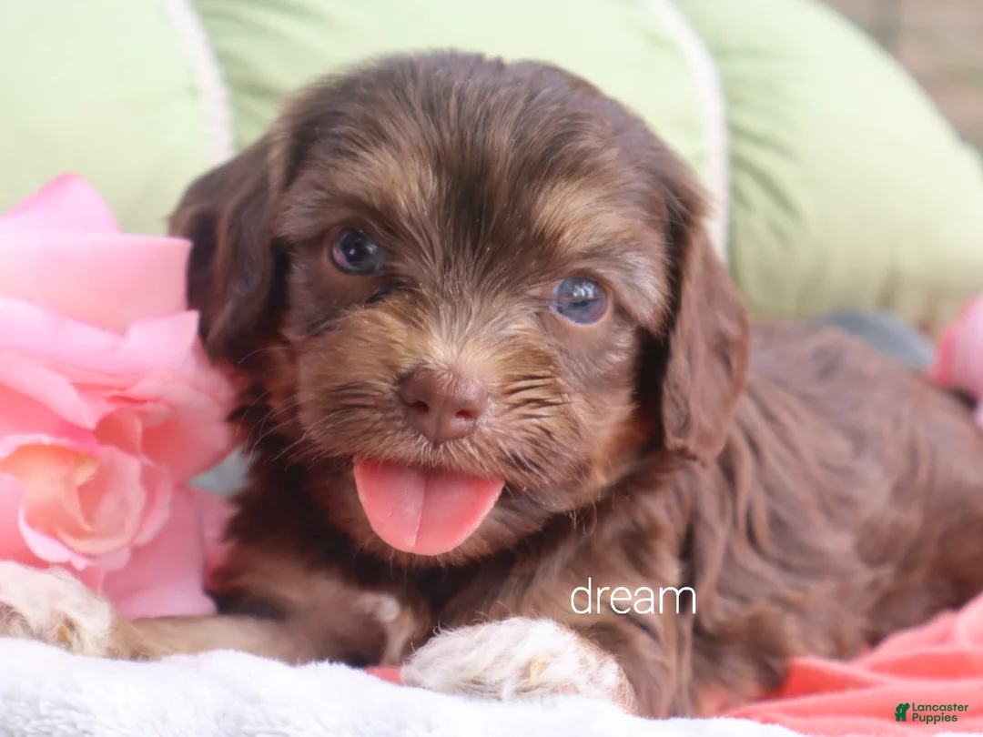 Cavapoo dogs for sale: Poem  - Ad 1