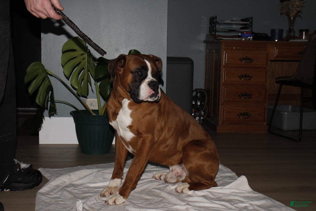 Boxer dogs for sale: Boxer Puppy 2 - Ad 9