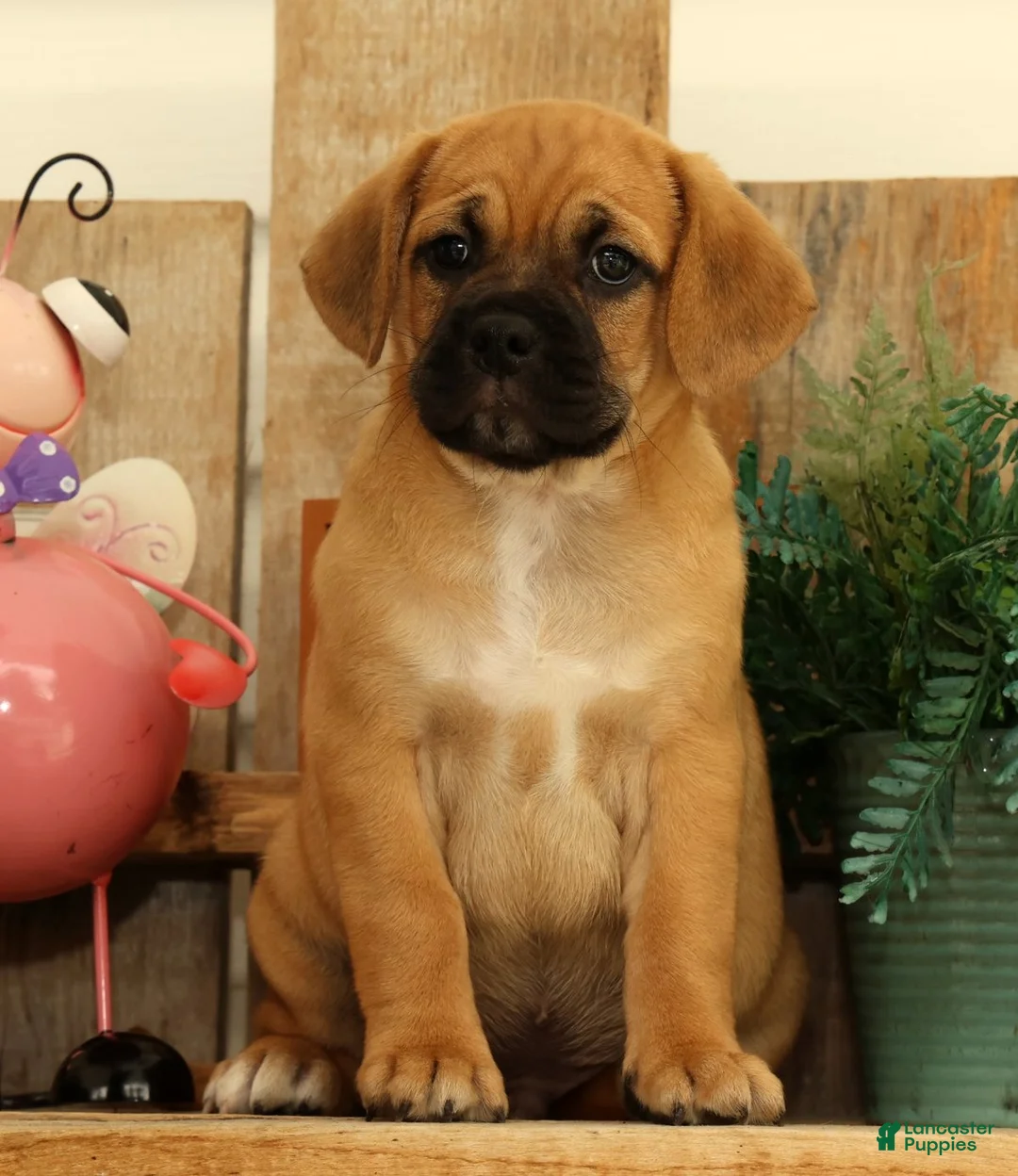 Puggle dogs for sale: Hunter - Ad 1