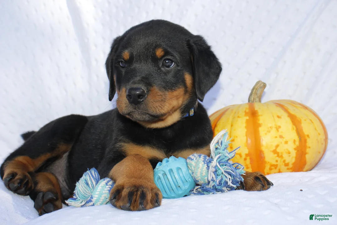 Rottweiler dogs for sale: Bandit  - Ad 2