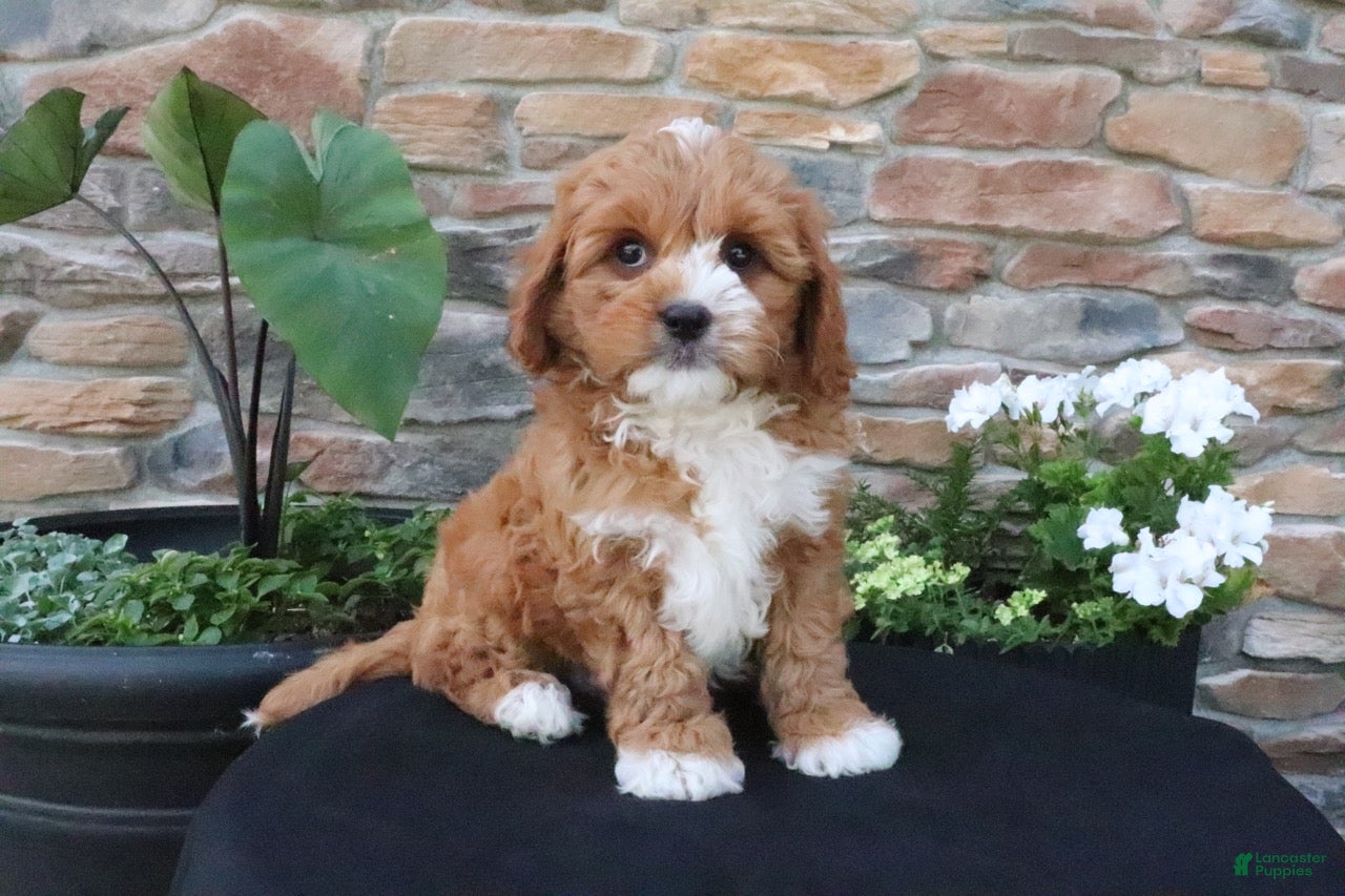 Cavapoo dogs Leo - Ad 1