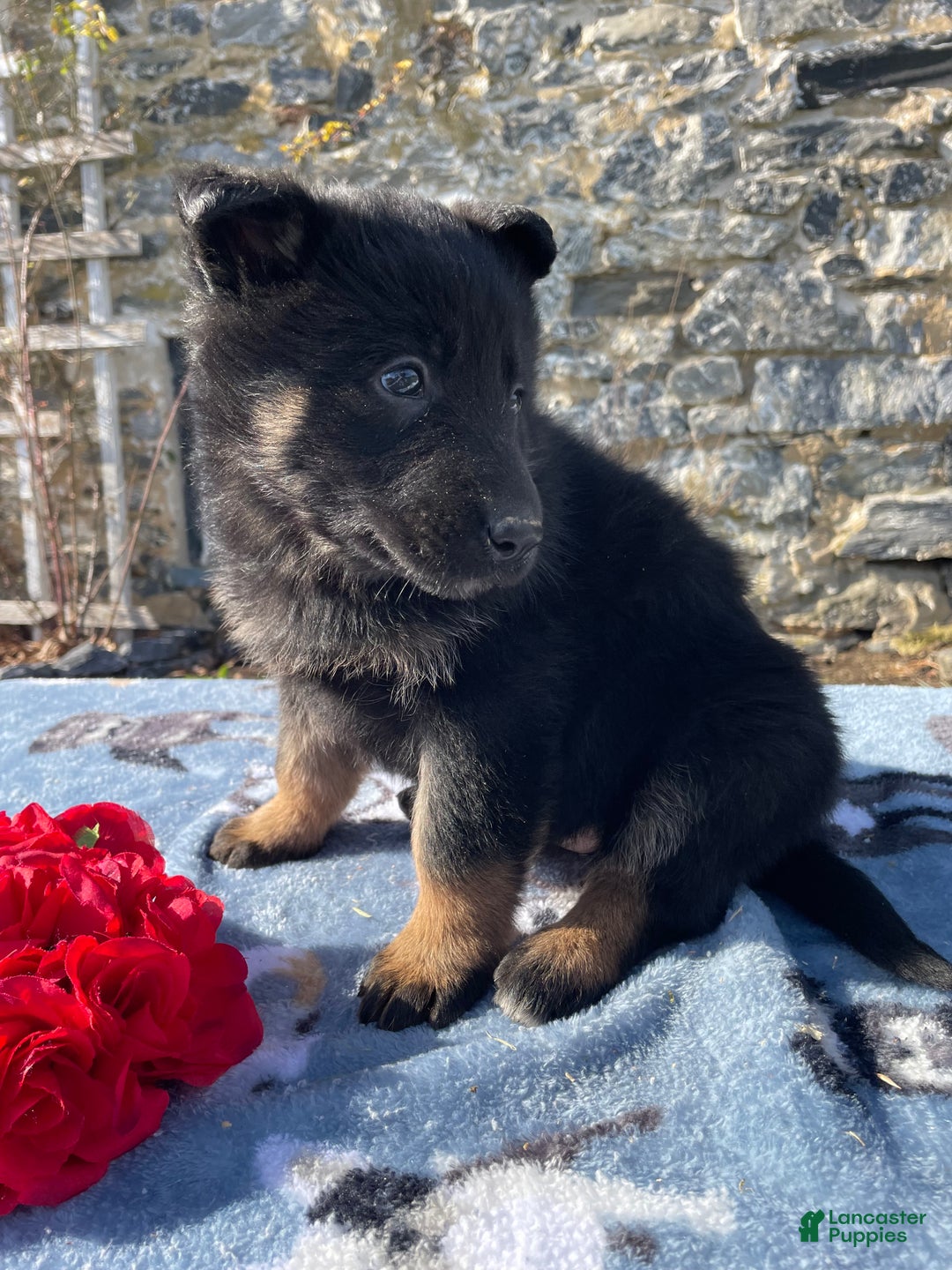 German Shepherd dogs for sale: Belle - Ad 4