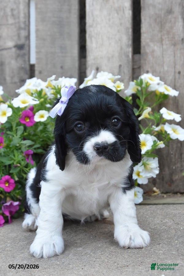 Cocker Spaniel dogs April - Ad 2