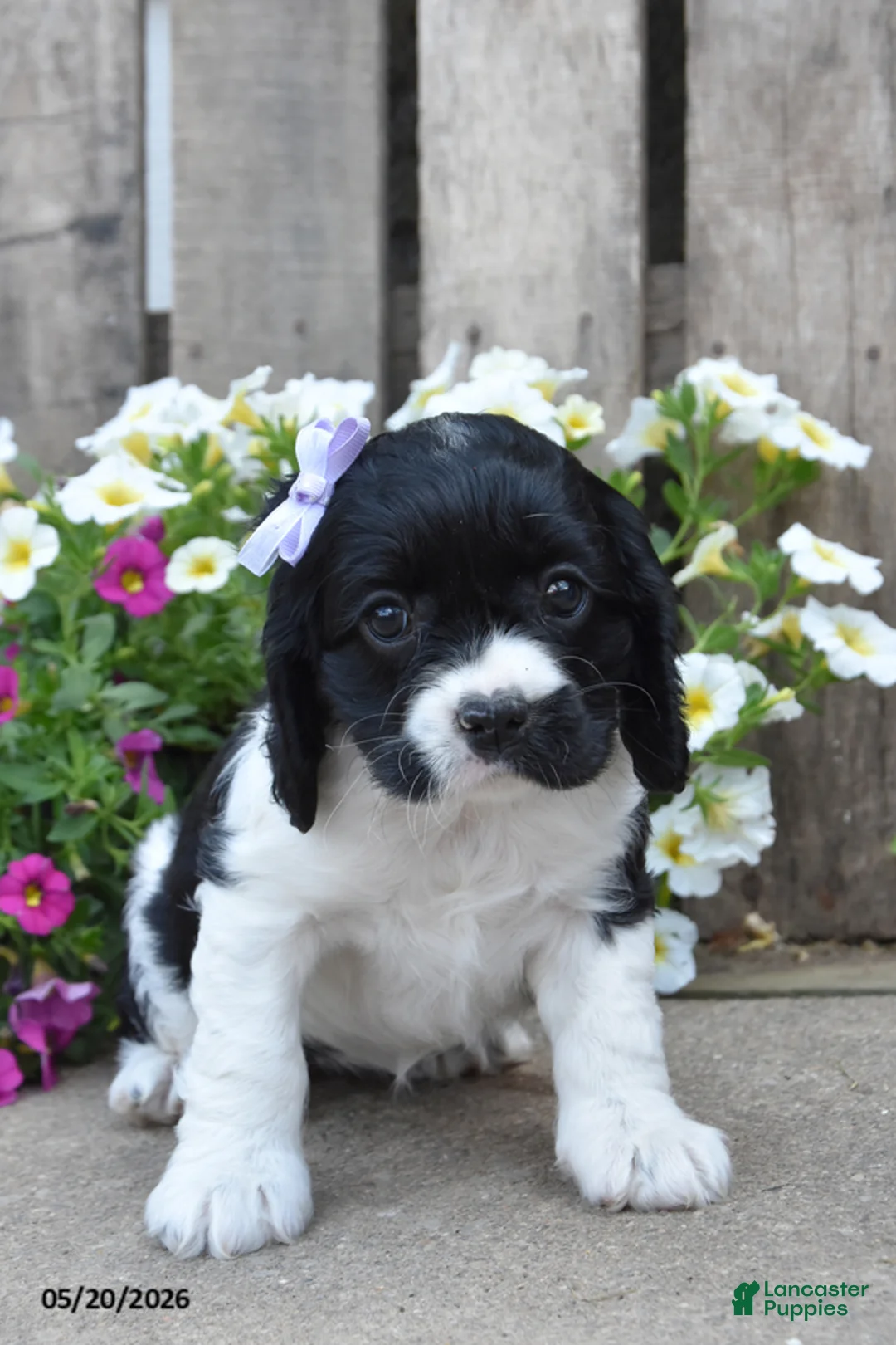 Cocker Spaniel dogs for sale: April - Ad 2
