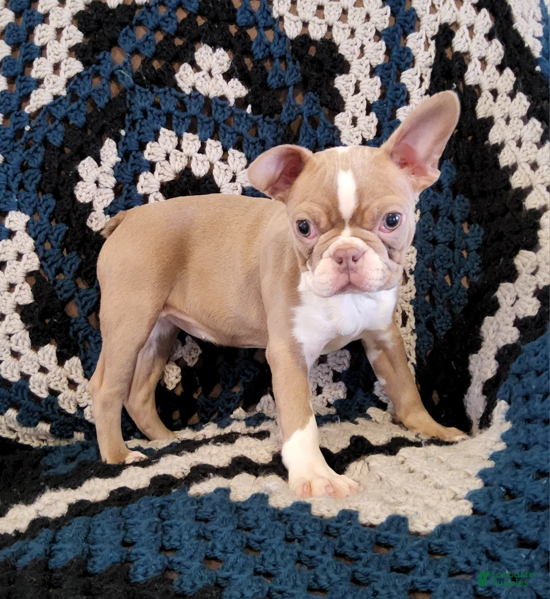 Boston Terrier dogs for sale: Akc Haven - Ad 1