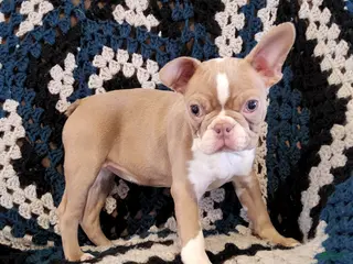 Boston Terrier dogs Akc Haven - Ad 10