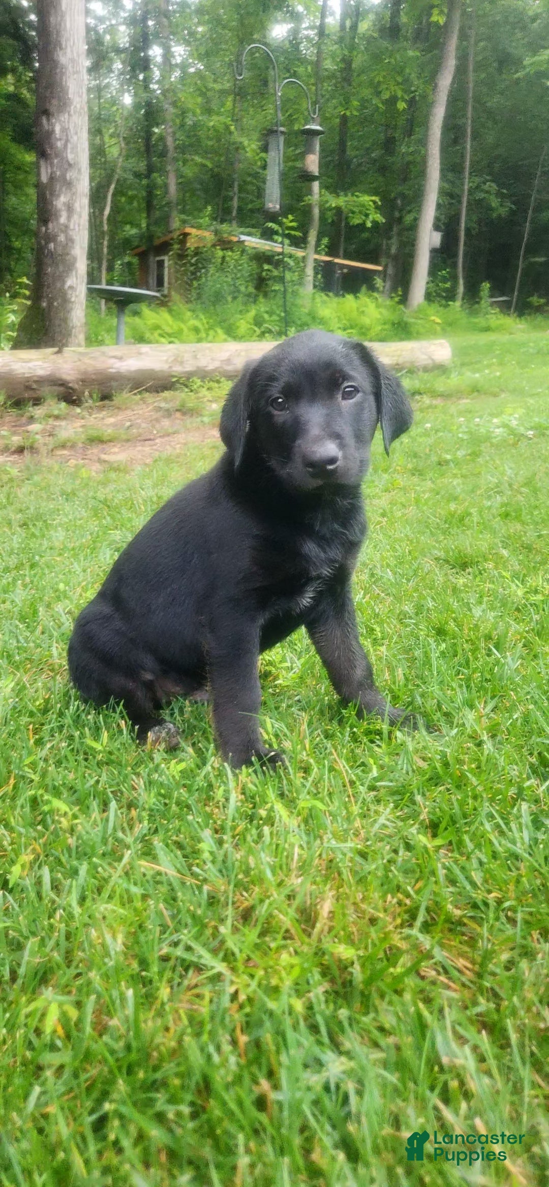 Mixed Breed dogs Pippin - Ad 1