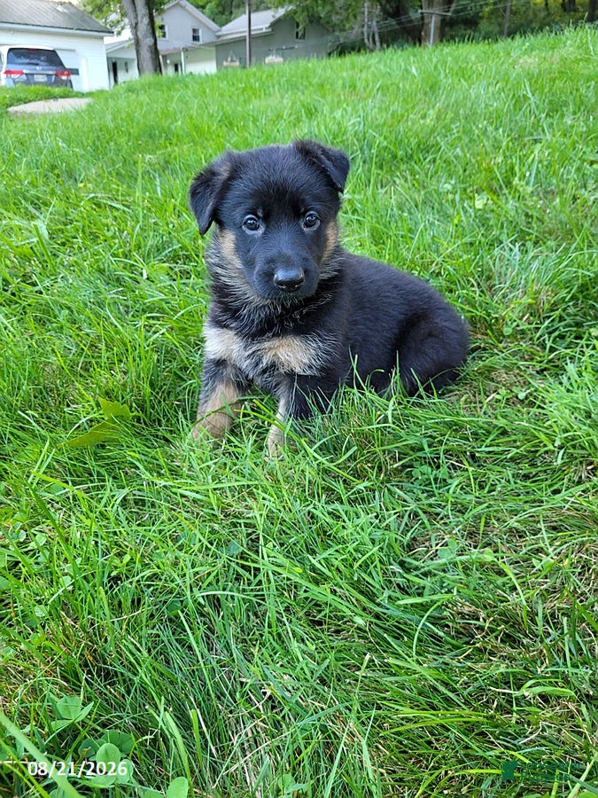 German Shepherd dogs Kali - Ad 2