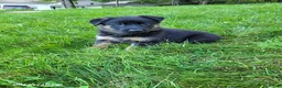German Shepherd dogs for sale: Kali - Ad 2