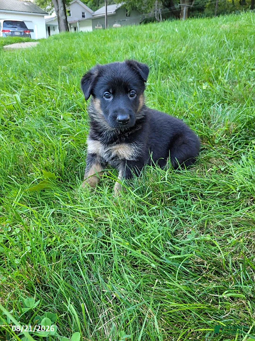German Shepherd dogs for sale: Kali - Ad 2
