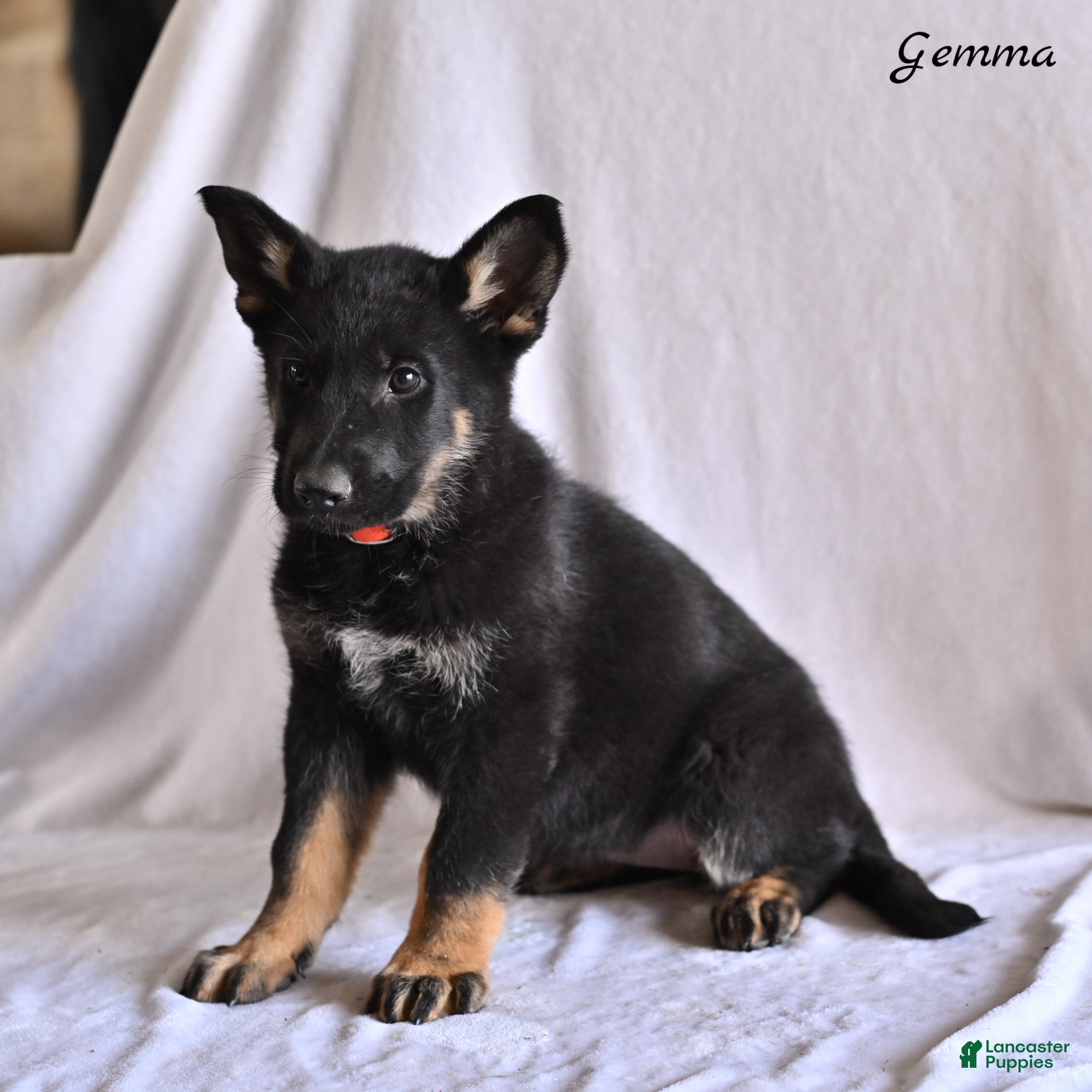 German Shepherd dogs Gemma - Ad 1