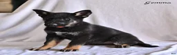 German Shepherd dogs for sale: Gemma - Ad 1