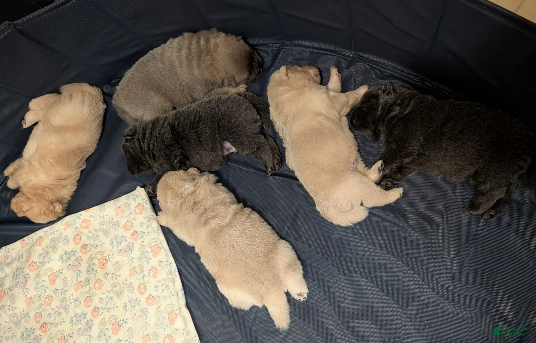 Chow Chow dogs for sale: Puppy 6 - Ad 10