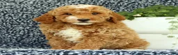 Mini Goldendoodle dogs for sale: Val - Ad 3