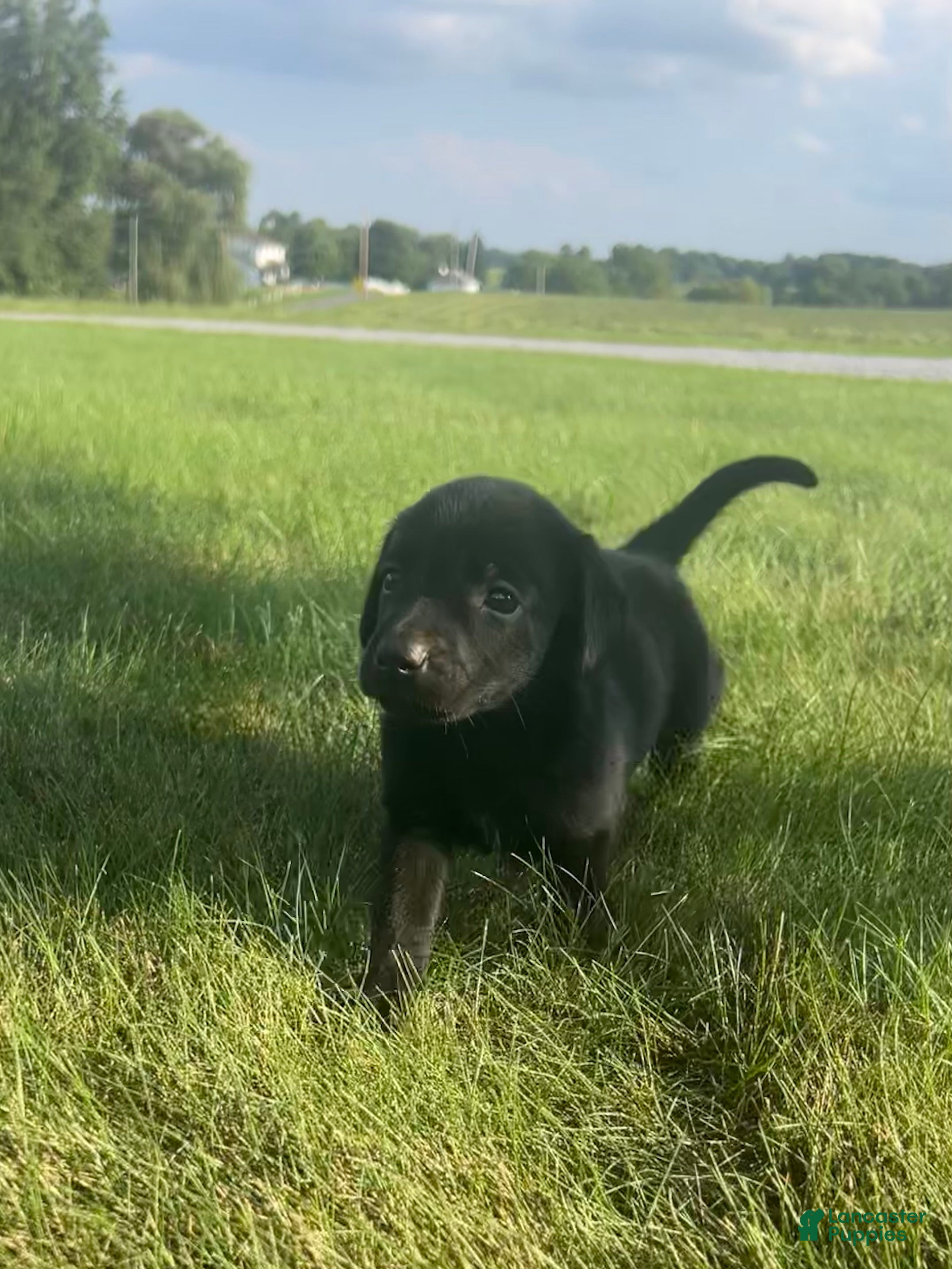 Labrador Retriever dogs scout - Ad 2