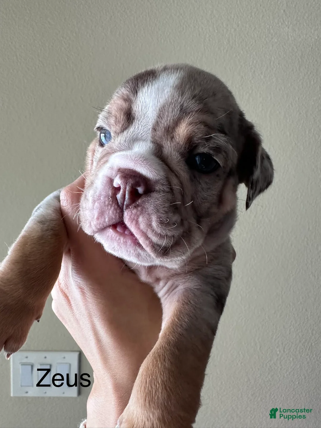 English Bulldog dogs for sale: Zeus - Ad 2