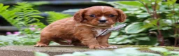 Cavalier King Charles Spaniel dogs for sale: Rusty - Ad 5