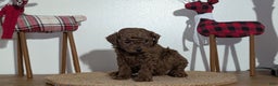 Miniature Poodle dogs for sale: Maverick  - Ad 7