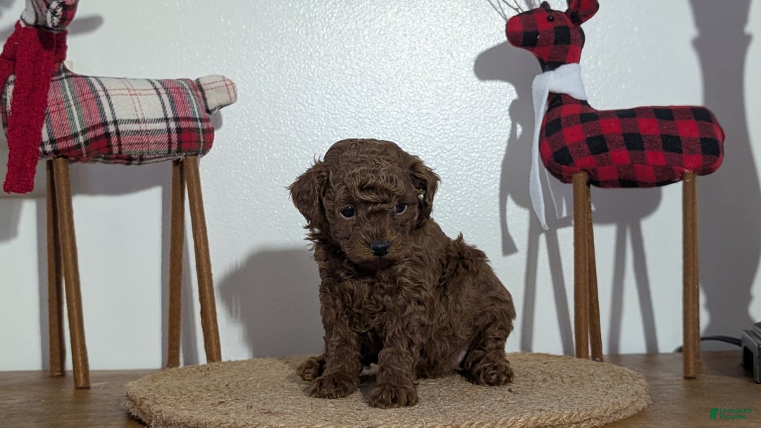 Miniature Poodle dogs for sale: Maverick  - Ad 7