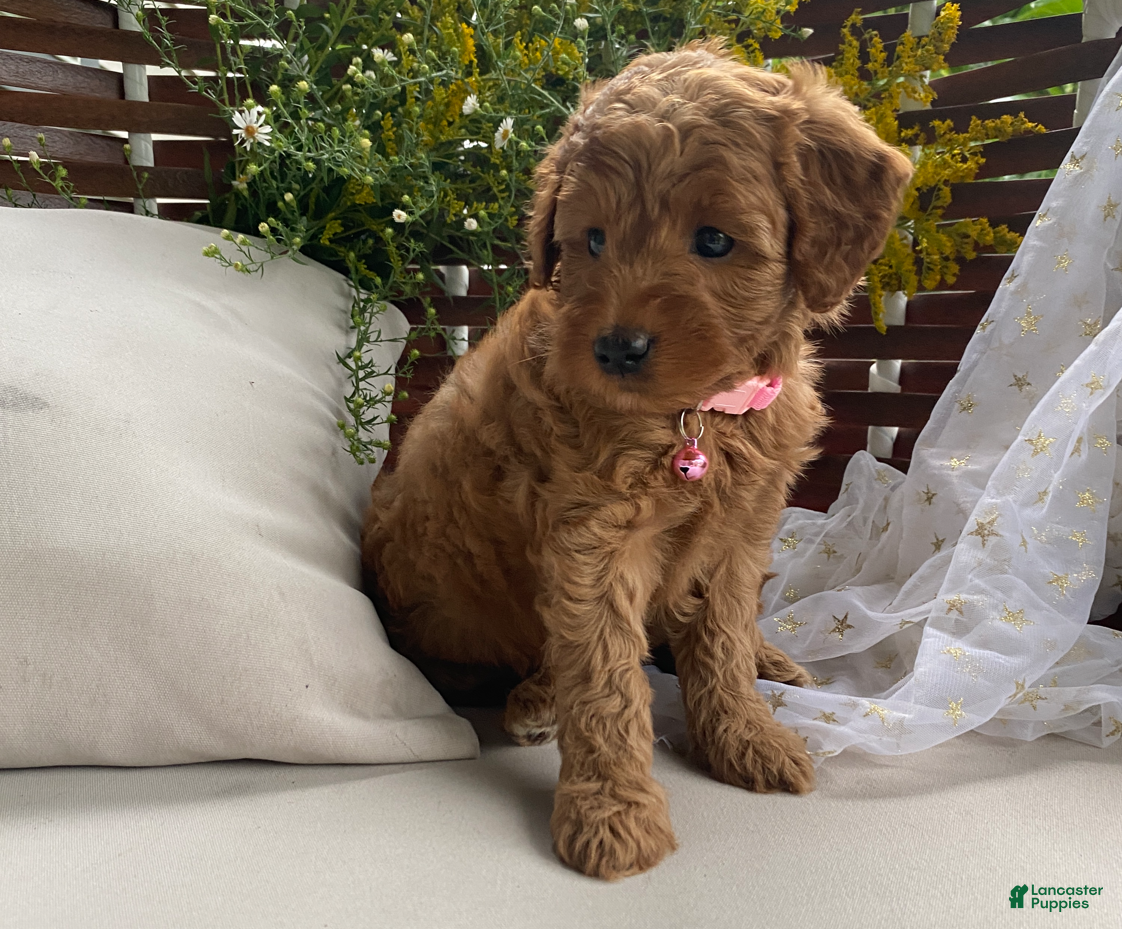 Miniature Labradoodle dogs Rose - Ad 2