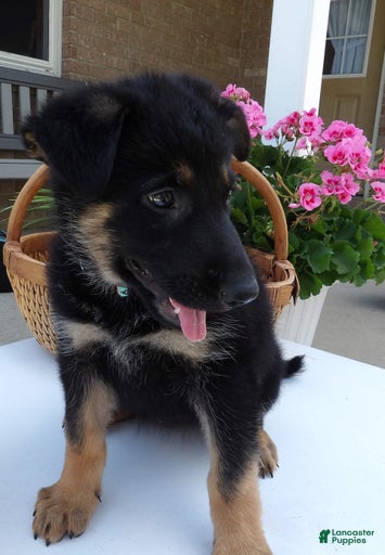 Gallery Image {{count}}