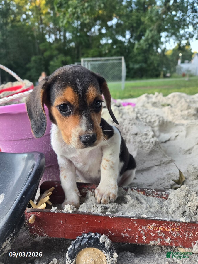 Beagle dogs Betsy - Ad 1