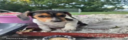 Beagle dogs for sale: Betsy - Ad 1