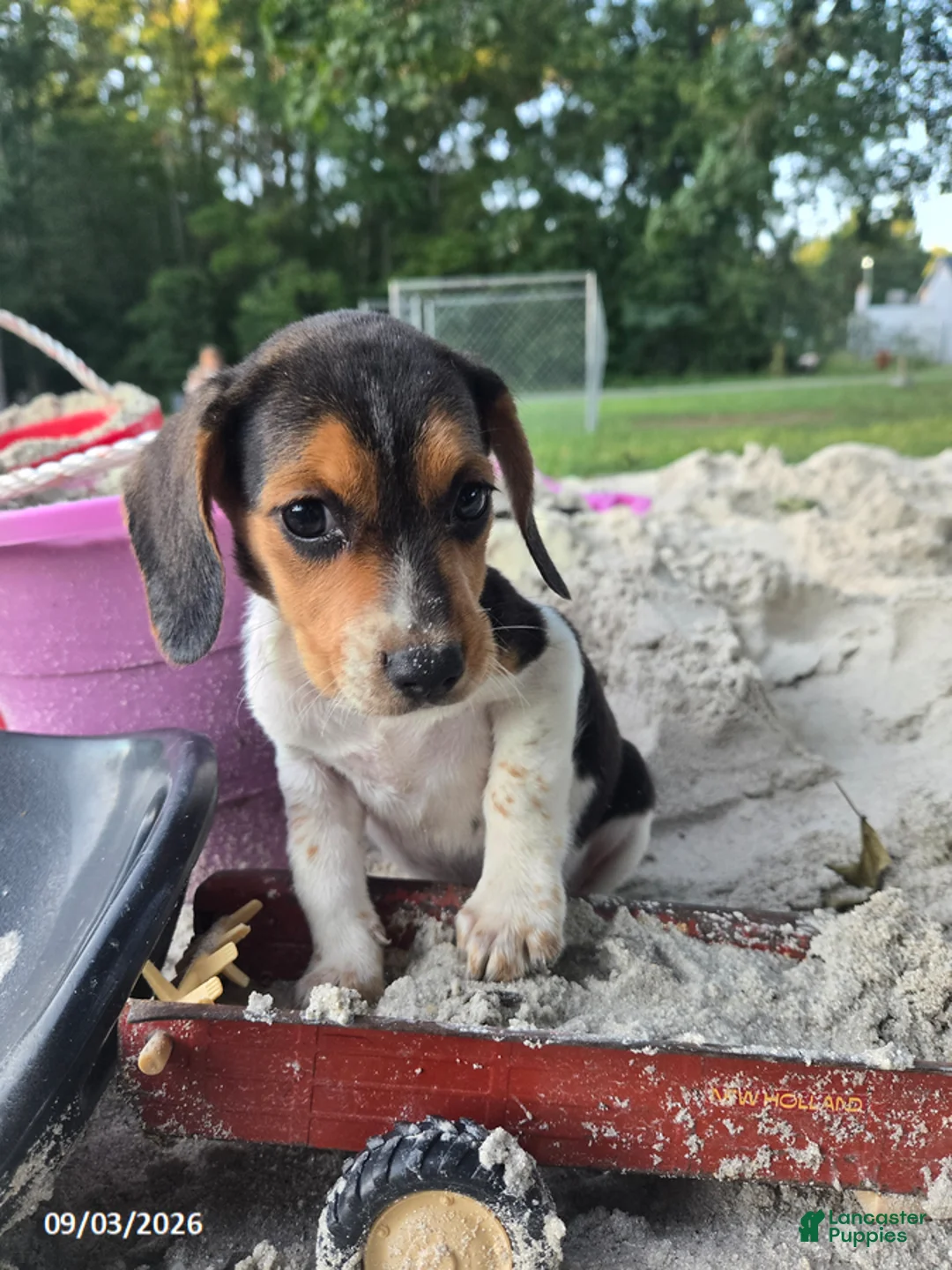 Beagle dogs for sale: Betsy - Ad 1