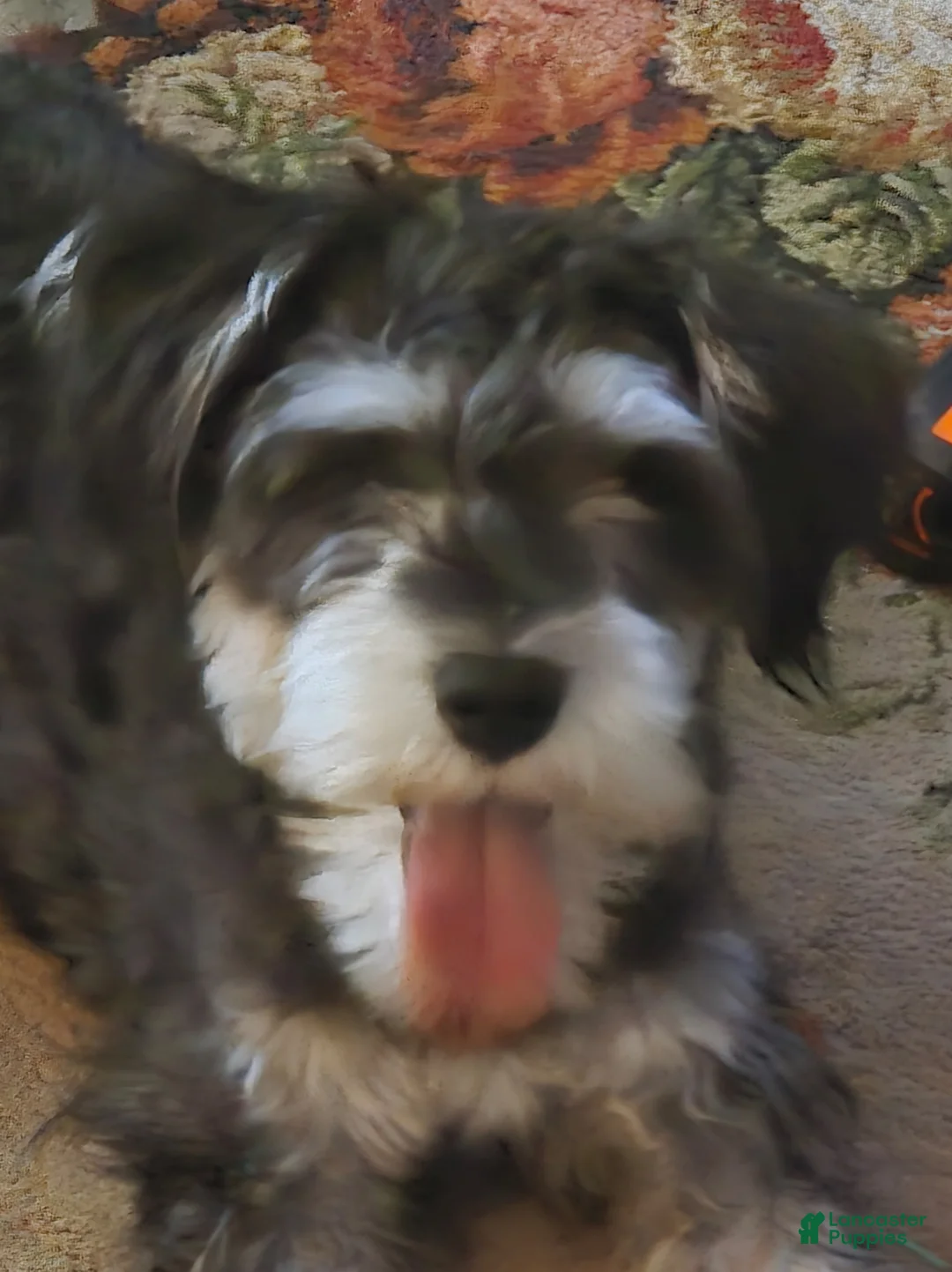 Gallery Image {{count}}