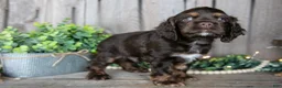 Cocker Spaniel dogs for sale: Bobo - Ad 3