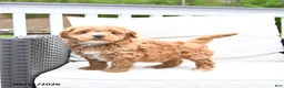 Mixed Breed dogs for sale: Popcorn - Ad 4