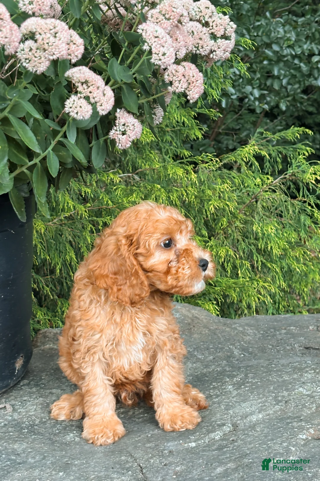 Cavapoo dogs for sale: Diego  - Ad 2