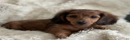 Miniature Dachshund dogs for sale: Teddy - Ad 9