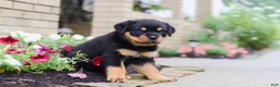 Rottweiler dogs for sale: Dollie - Ad 3