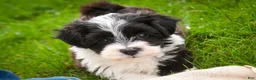 Havanese dogs for sale: Piper - Ad 9