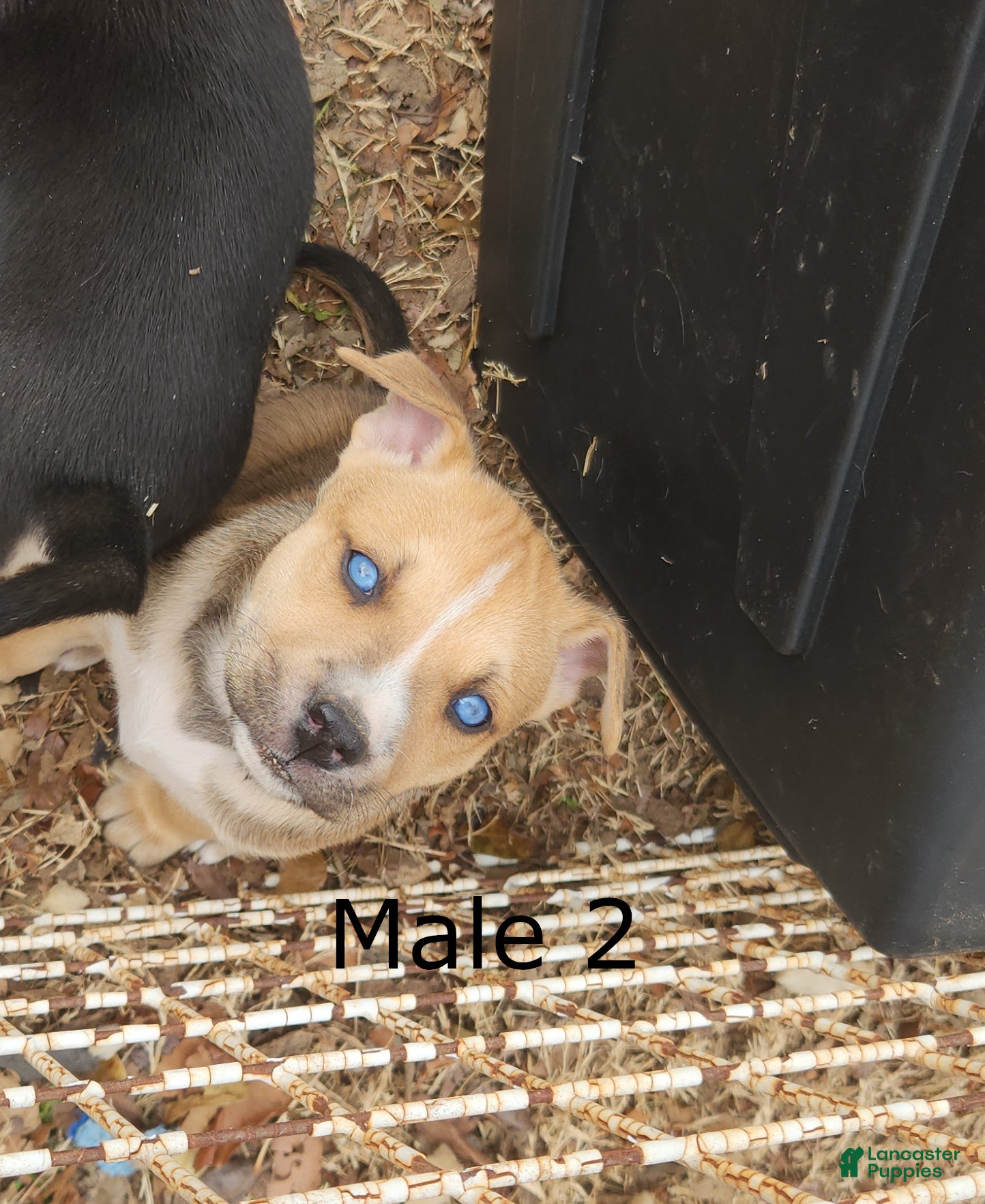 Mixed Breed dogs Mixed Breed Puppy 2 - Ad 37