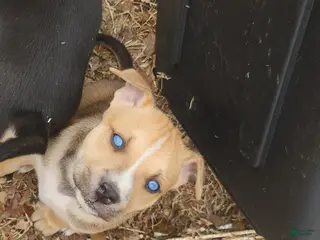 Mixed Breed dogs Mixed Breed Puppy 2 - Ad 23