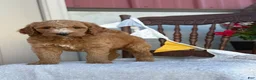 Goldendoodle dogs for sale: Coop - Ad 7