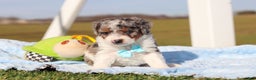 Mini Bernedoodle dogs for sale: Elmo - Ad 3