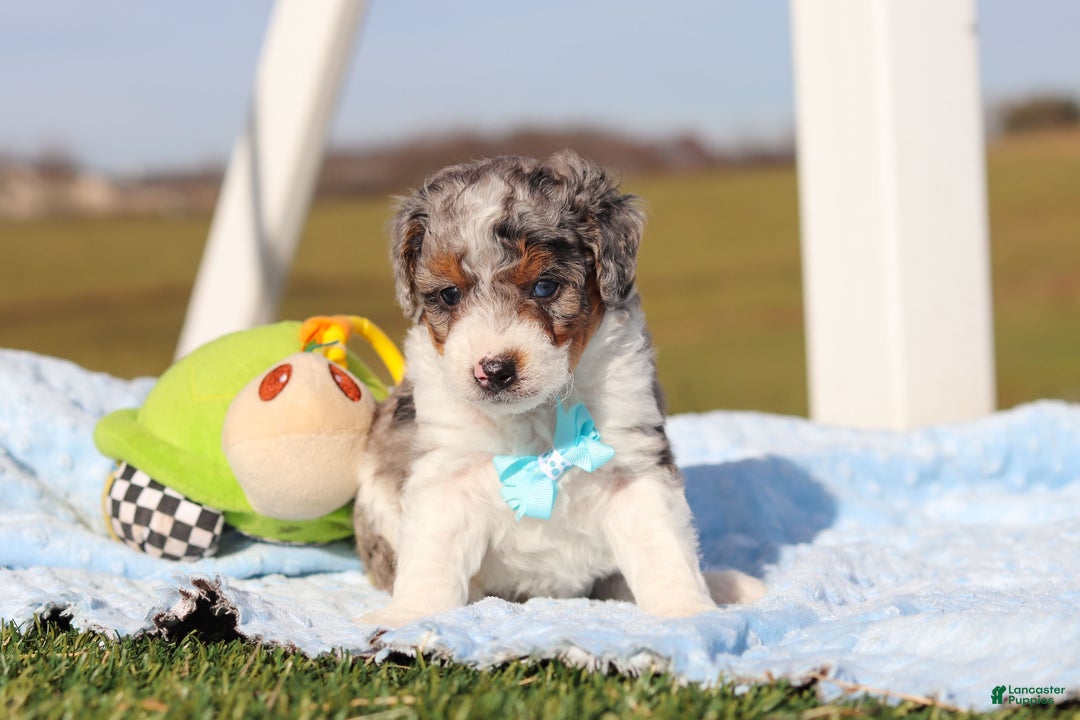 Mini Bernedoodle dogs for sale: Elmo - Ad 3