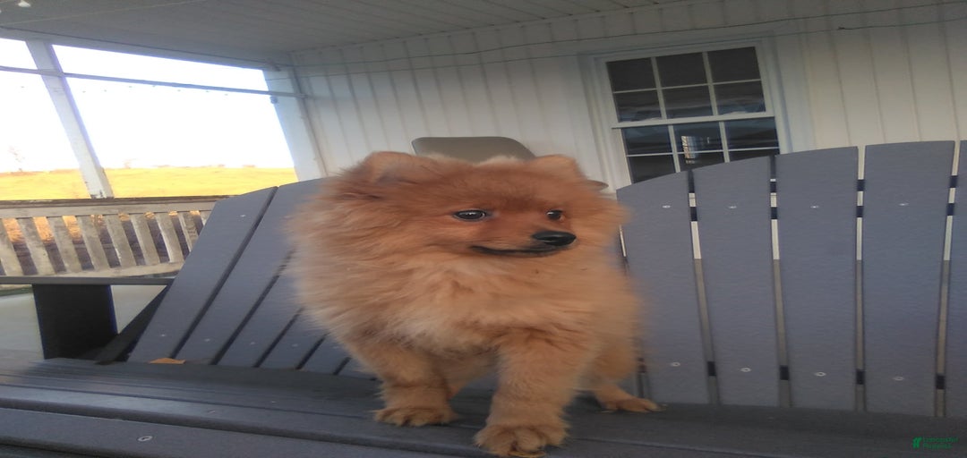 Gallery Image {{count}}