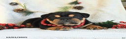 English Bulldog dogs for sale: Tuxedo - Ad 4