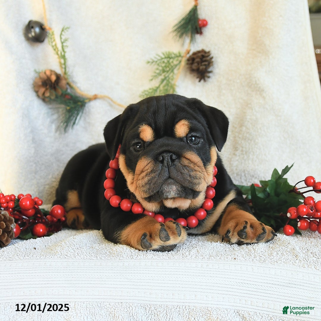 English Bulldog dogs for sale: Tuxedo - Ad 4